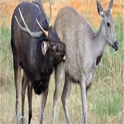 Australian-Sambar-Deer