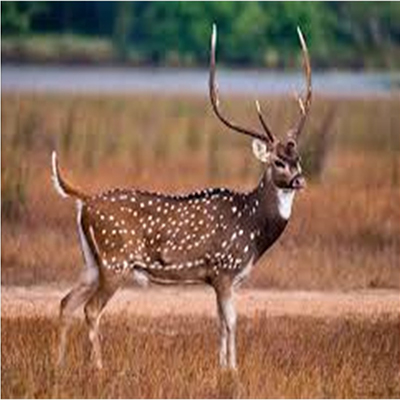 Chital-Deer