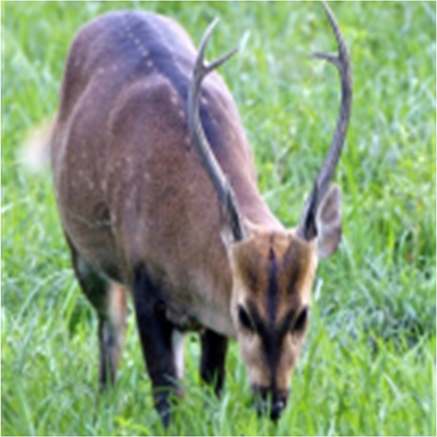 Hog-Deer