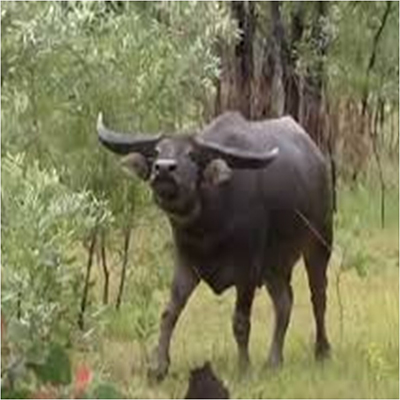 Scrub-Bull