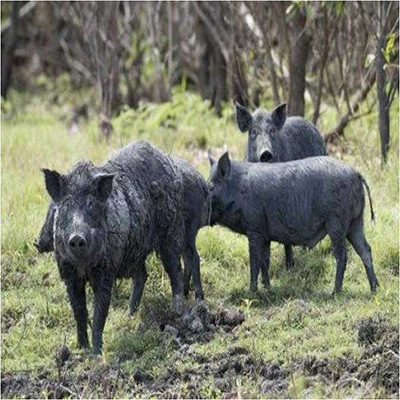 Wild-Boar