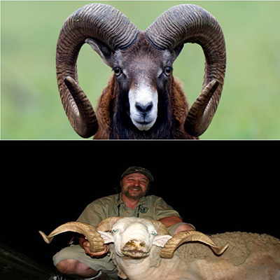 Wild-Ram