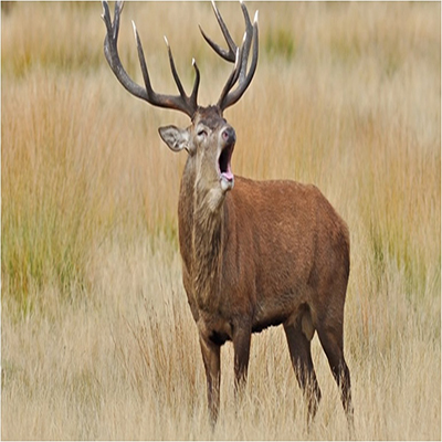 red-deer